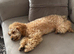 Tooy poodle