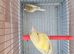 Raza jaspe canary
