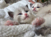 Pure Ragdoll Kittens