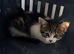 Lovely kitten ask for home
