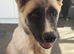 4 month old american akita