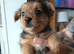 2x Yorkshire terrier x Pomeranian