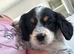Cocker spaniel puppy