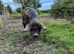 2 x Kunekune boys