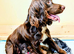 Stunning first litter of working sprocker puppies