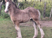 Traditional colt foal