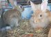 Netherland dwarf cross baby rabbits