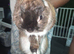 Rabbits