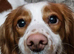 4 year old working cocker spaniel