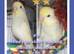Beautifully Coloured Baby Budgies for pets from &pound;50