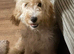 Cockapoo