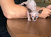 Beautiful Pedigree Sphynx Kittens – Looking for Their Forever Homes