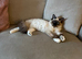 8 Month old male ragdoll kitten