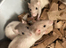 Rats for sale hull