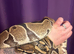 CB17 Proven Female Normal Het Clown Het Pied Royal Python
