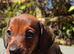 Miniature dachshund puppies. Piebald