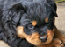 Chunky playful puppies ready now vet check clear