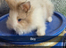 Friendly Baby Rabbits
