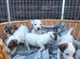Traditional Jack Russell Terrier pups