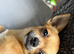 Female chihuahua