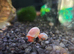 Baby pink ramshorn snails