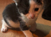 3 kittens left