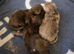 Kittens for sale