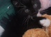 Cute 8 week kittens needing home
