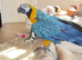 Hand tame blue and gold macaw