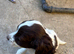 F1 Sprocker pups