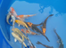 5 -6 inch koi