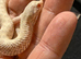 2026 baby snow hognose male baby