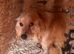 Cocker spaniel pups