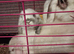 3 beautiful mini lops
