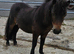 Gorgeous Bay Yearling Mini Shetland Colt