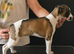 Kc whippets pups