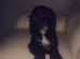 8 month old black sproodle