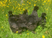Silkie pullets
