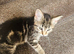 12 weeks kitten