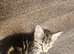 12 weeks old kitten
