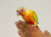 Hand reared conures for sale