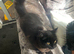 Persian x boy for new home