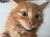 Full ginger kitten boy fluffy