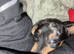 Rolo the miniature dauchund
