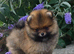 Beautiful Dna clear, pedegree boy pomeranian pup