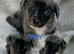 Dachshund x pomerian