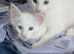 Maine Coon Kittens For Sale Ready Now