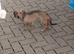 8 MONTH OLD DASHUND DOG