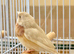 female goldian finch