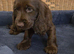 Ready Now Kc Reg Show Type Cocker Spaniels